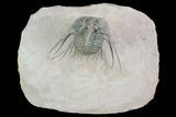 Insane, Leonaspis prescheri Trilobite - Lghaft, Morocco #70585-6